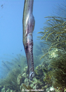 Perhaps where the term "stuffed to the gills" came from!? by Lisa Hinderlider 